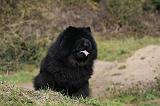 CHOW CHOW 434